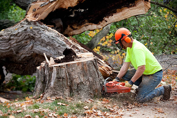 Best Best Tree Removal Services  in Port Allegany, PA